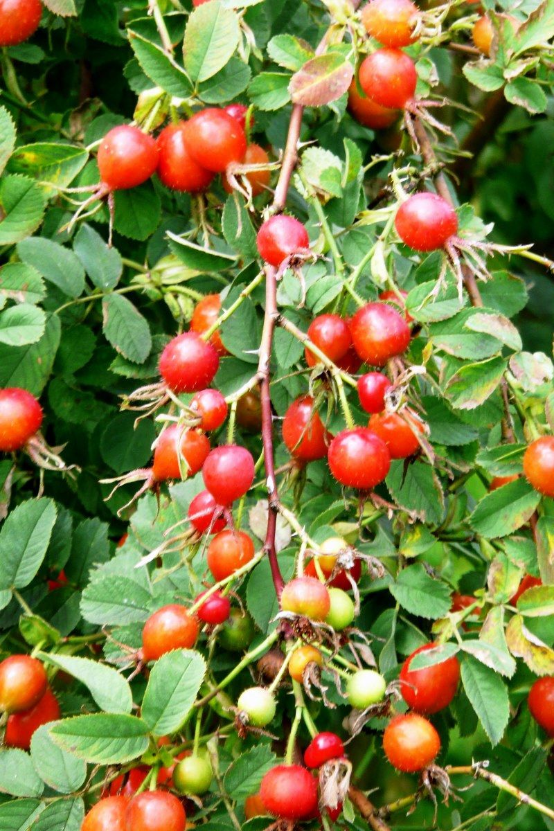 Weiche Rose