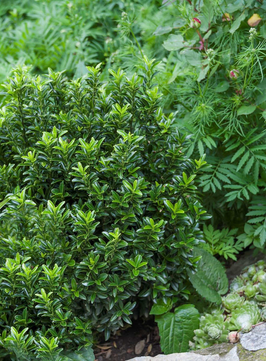 Japanischer Spindelstrauch Microphyllus