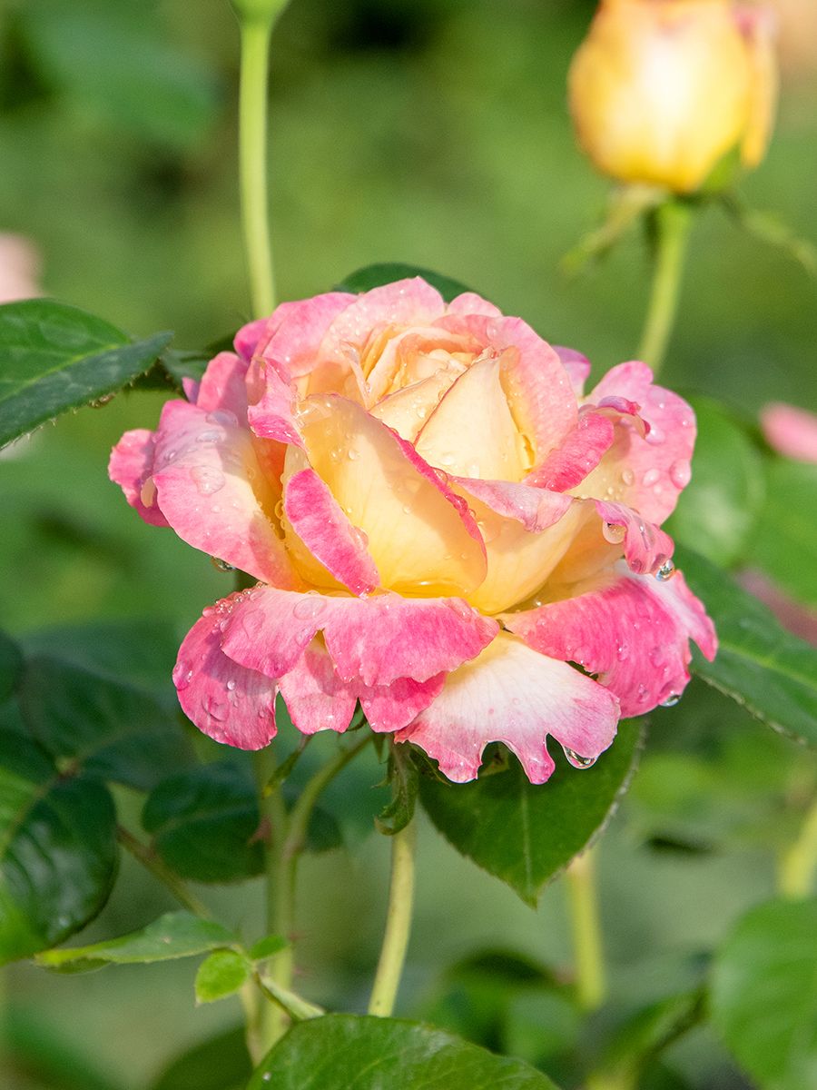 Pullman Orient Express® Edelrose (Teehybride, anspruchslos, leichter Duft)
