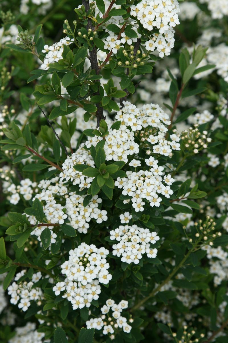 Spierstrauch Flächenfüller