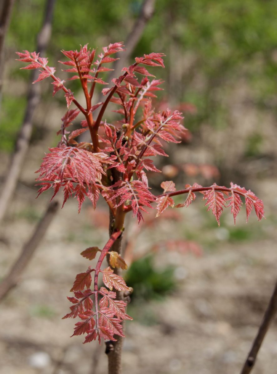 Blasenbaum, Bienenesche, Chinabaum, Blasenesche Blasenbaum, Bienenesche, Chinabaum, Blasenesche