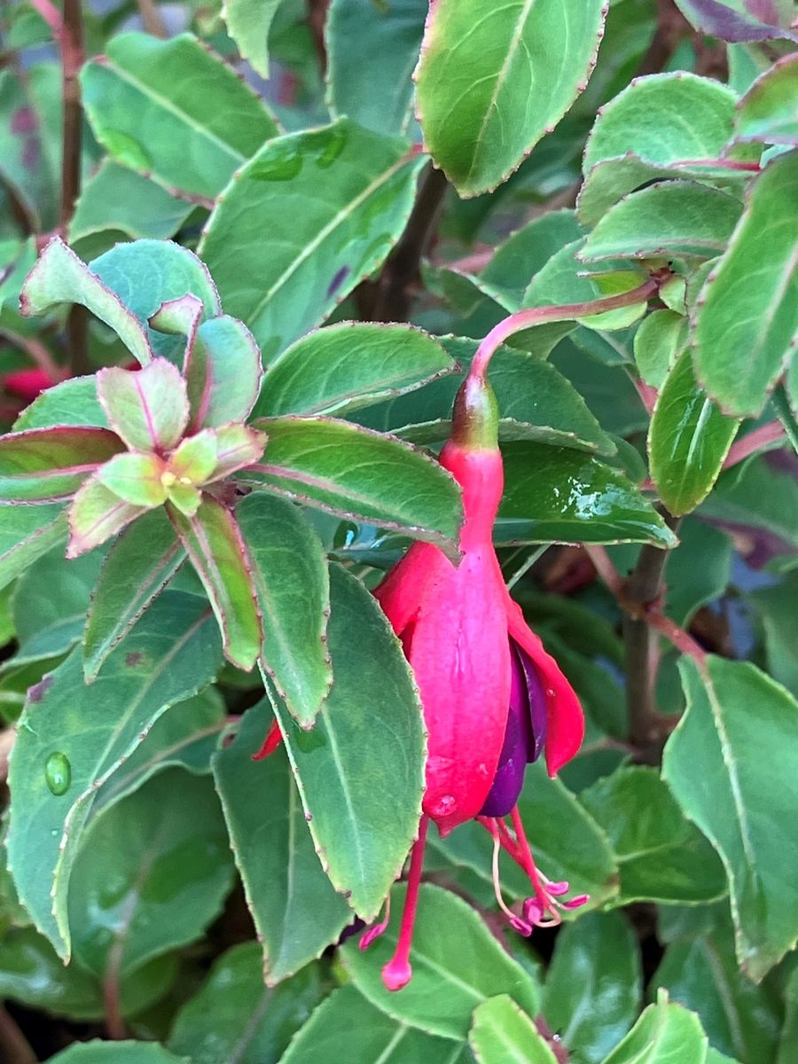 Fuchsie Mrs Popple