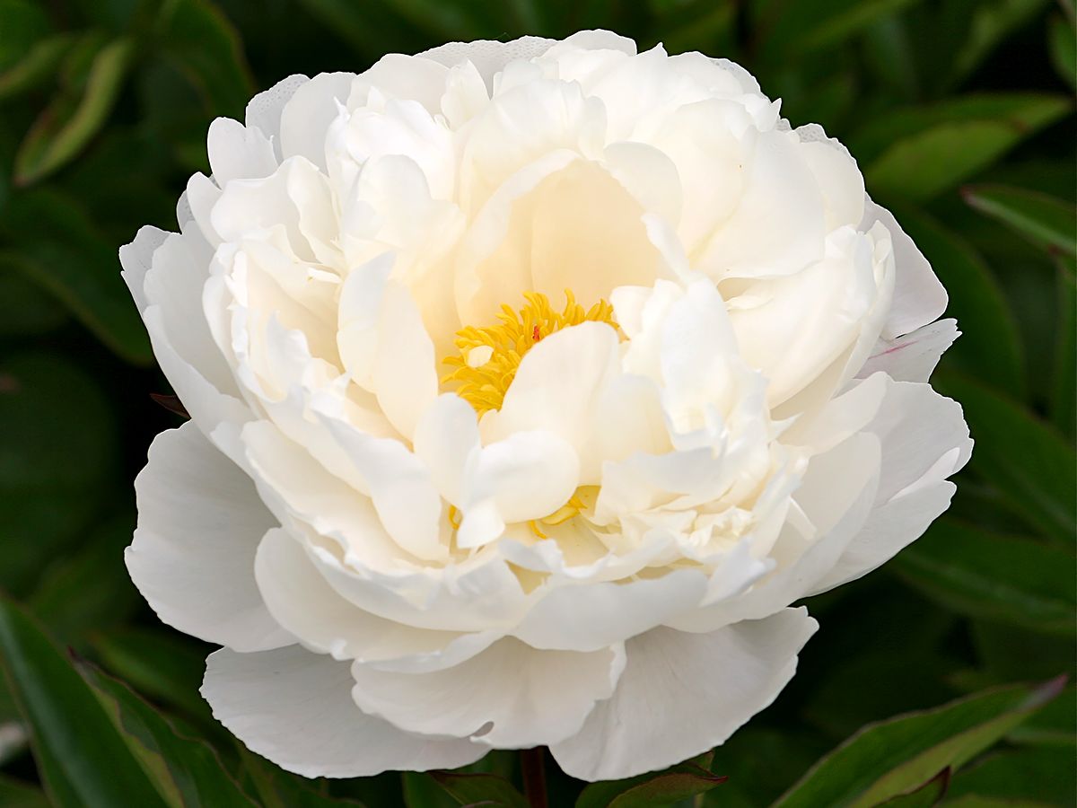 Pfingstrose Gardenia