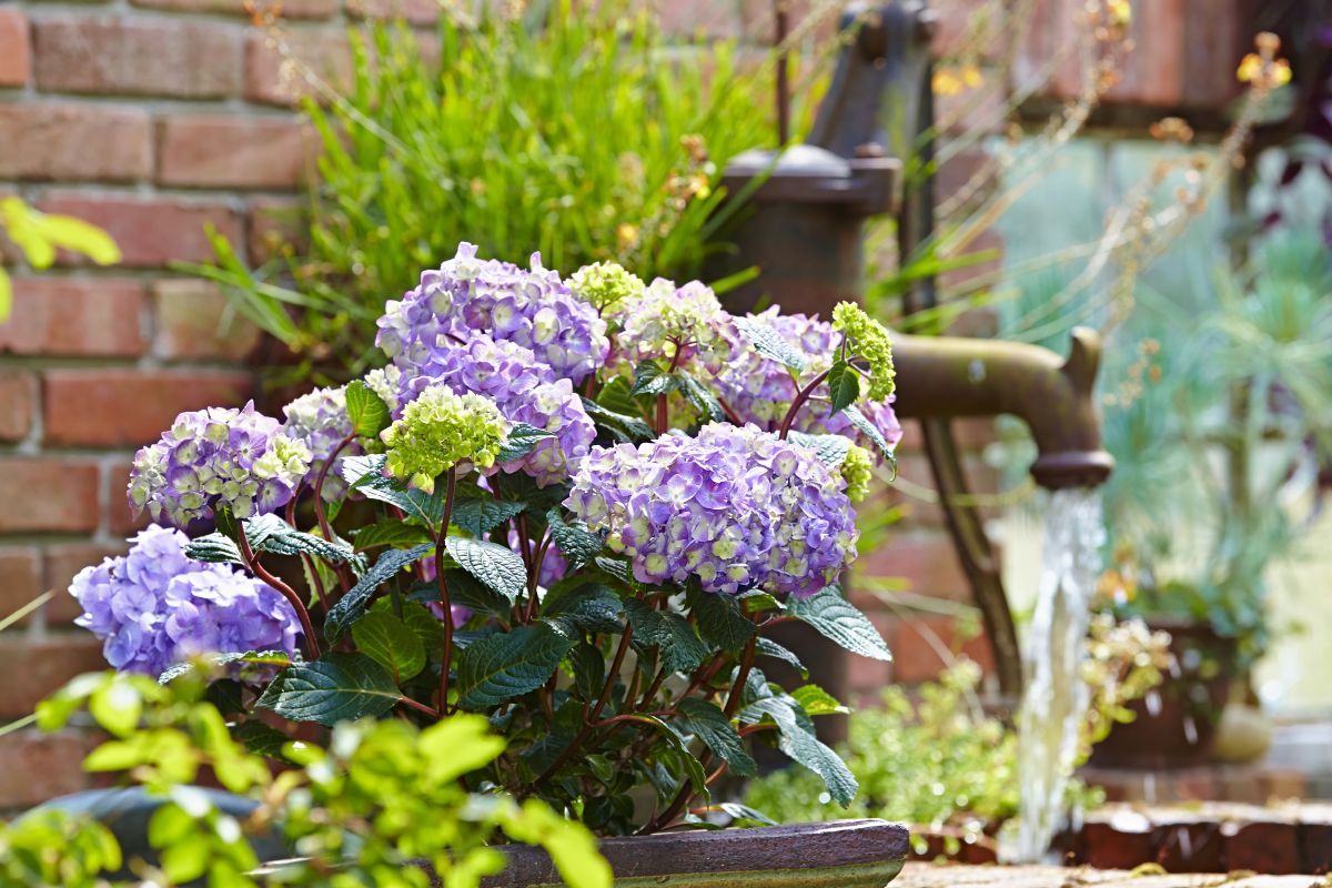 Gartenhortensie BloomStar® Gartenhortensie BloomStar®