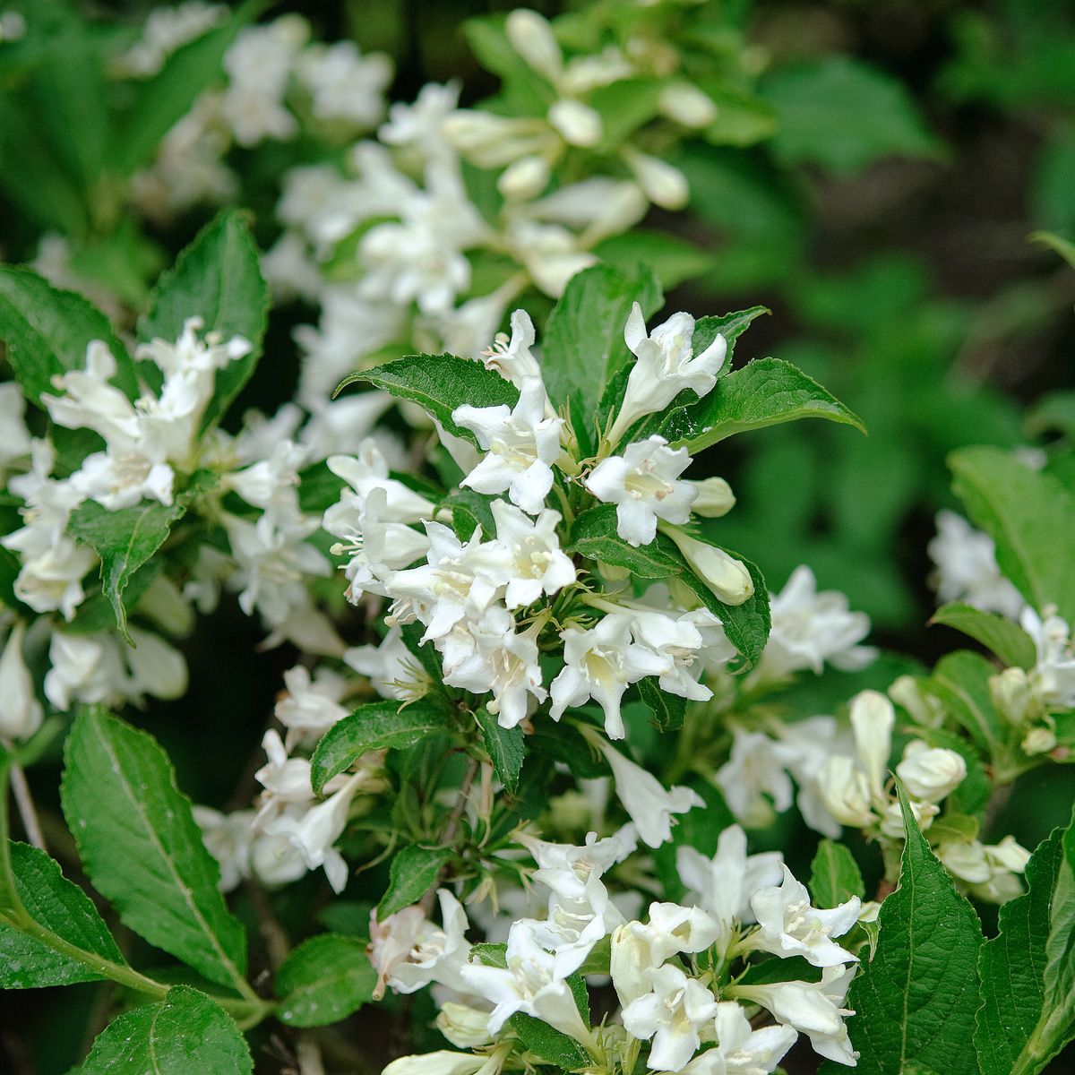 Weigelie Candida
