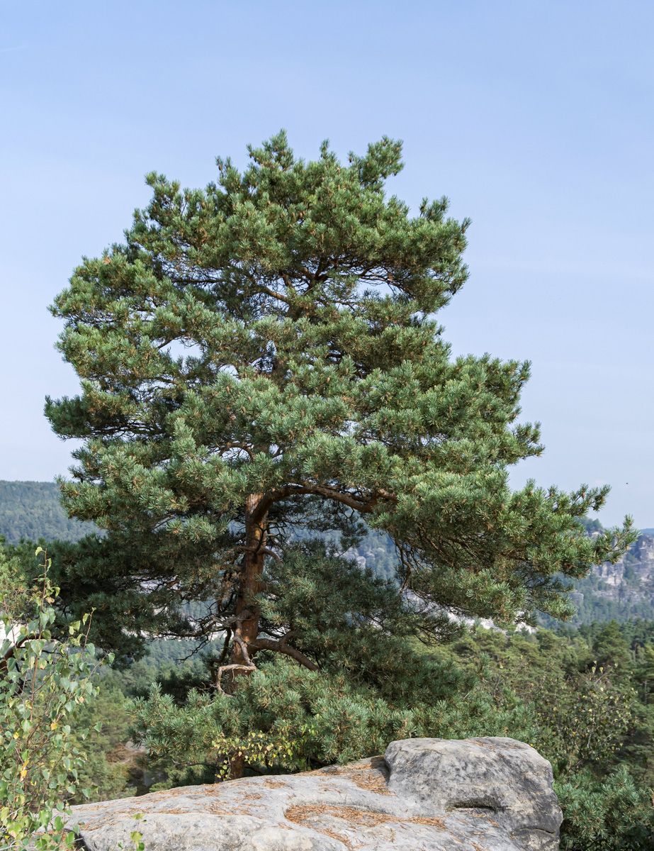 Waldföhre