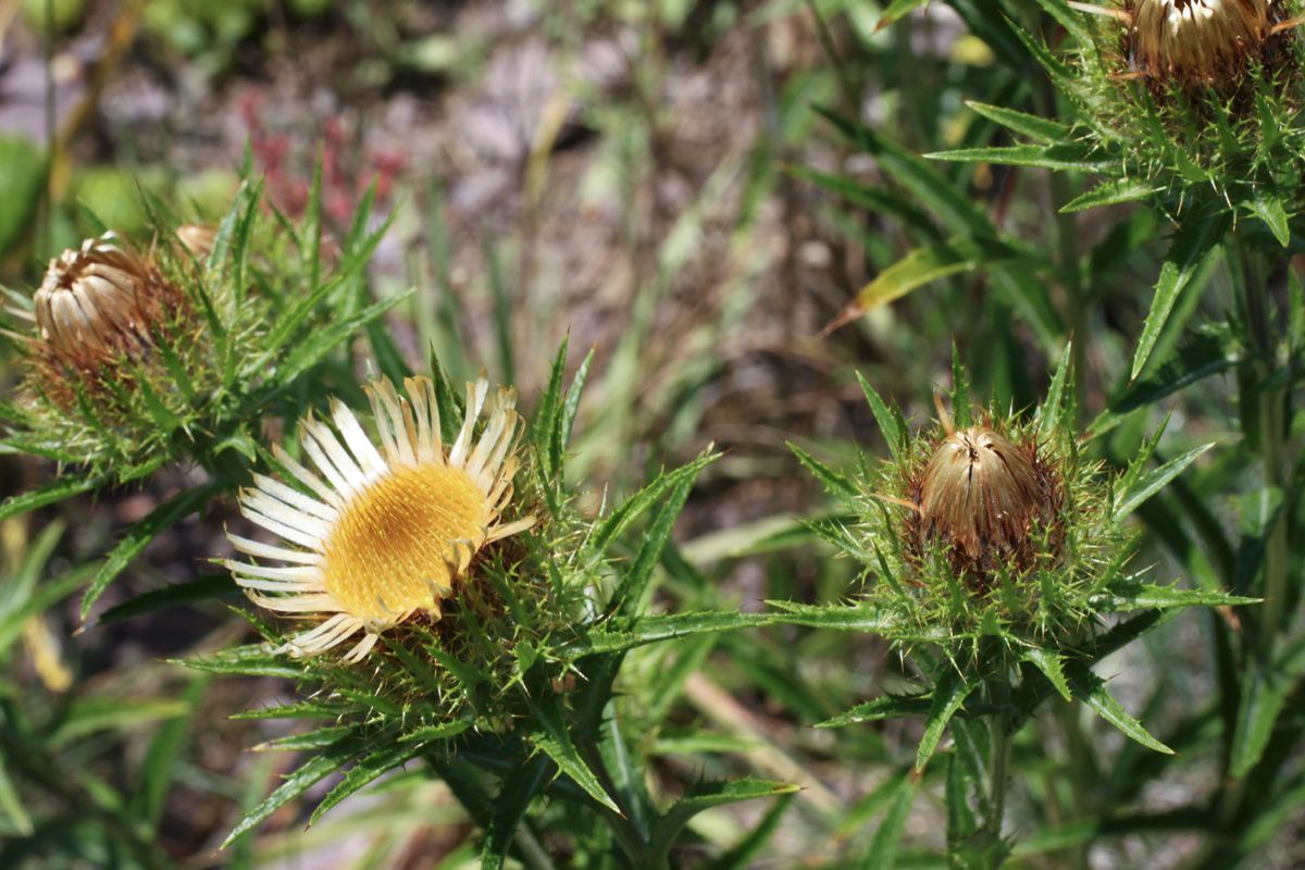Golddistel