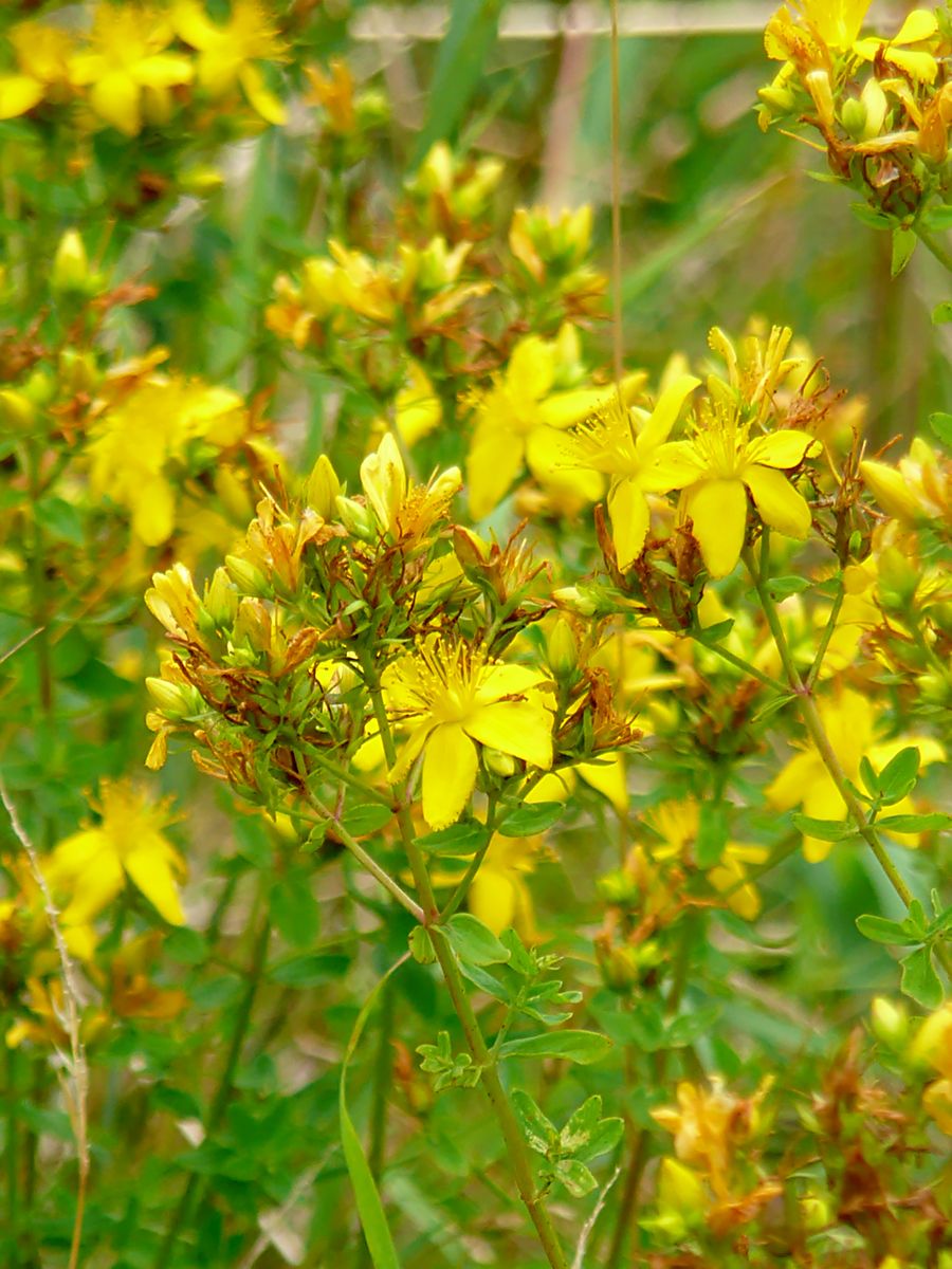 Tüpfeljohanniskraut, Johanniskraut Tüpfeljohanniskraut, Johanniskraut