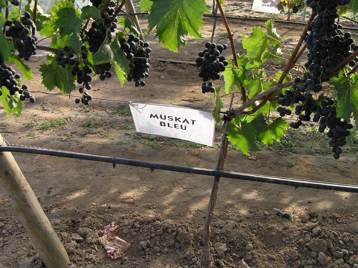 Muscat Bleu Hausgartenrebe (anspruchslos) Muscat Bleu Hausgartenrebe (anspruchslos)