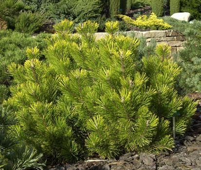 Goldlegföhre Winter Gold Goldlegföhre Winter Gold