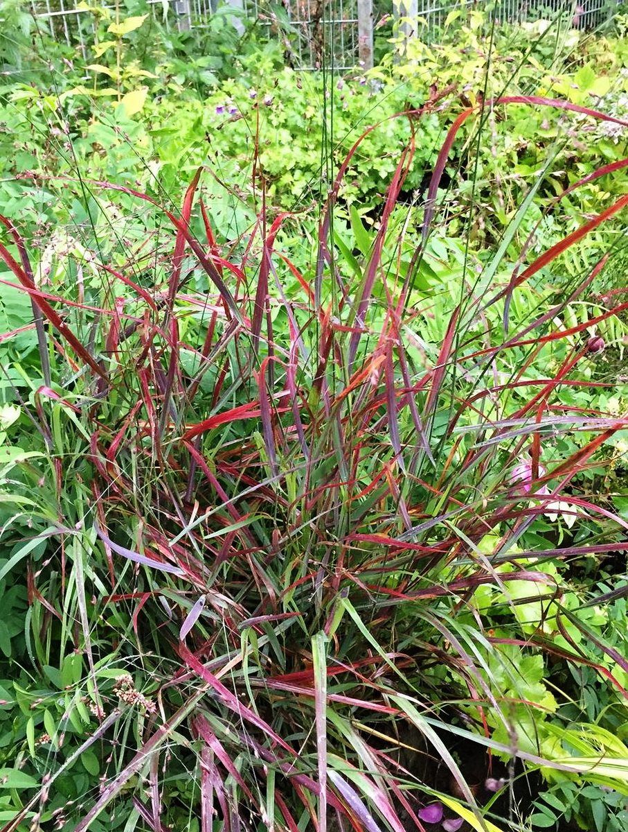 Rutenhirse Cheyenne Sky Rutenhirse Cheyenne Sky