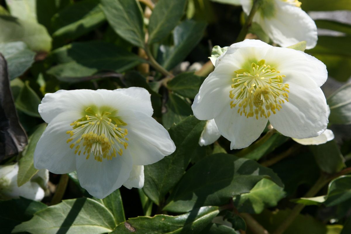 Christrose