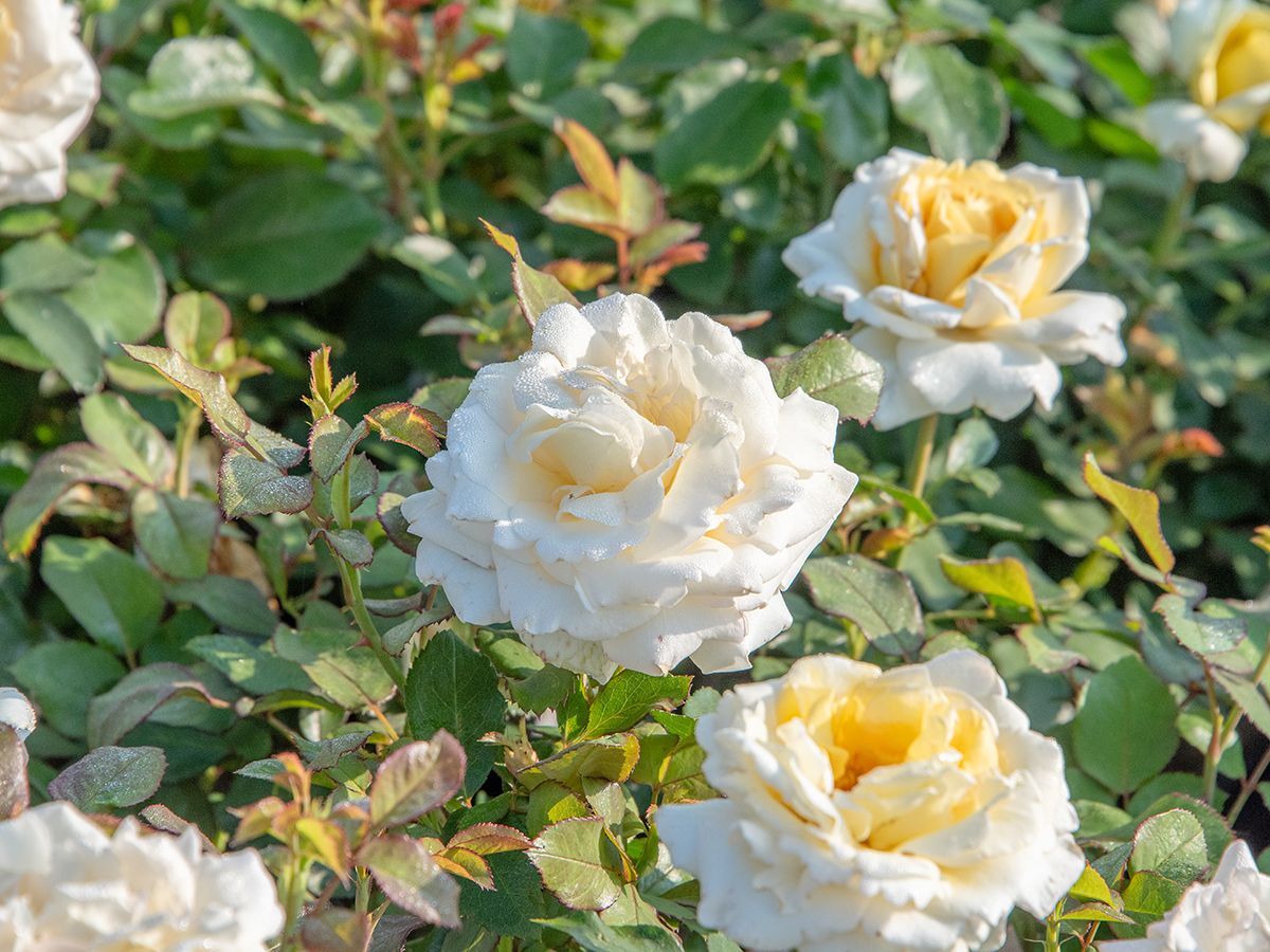 Ambiente® Edelrose (Teehybride, anspruchslos, leichter Duft)