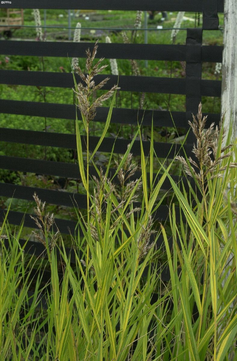 Gelbbuntes Schilf, Schilfrohr Variegatus