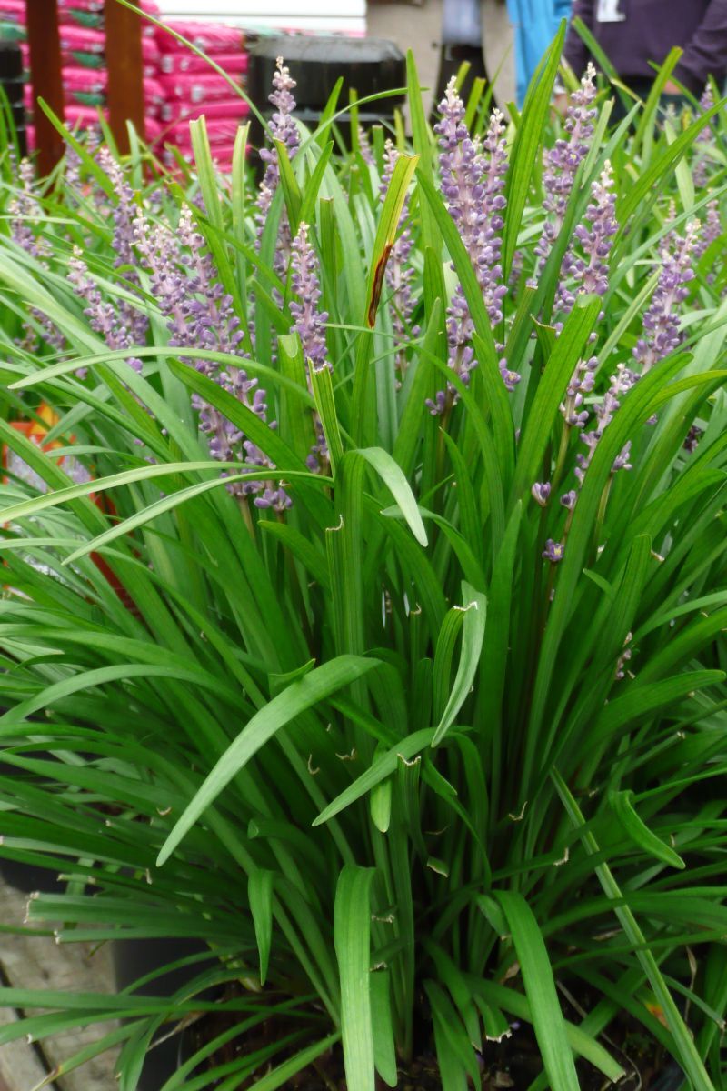Lilientraube Big Blue