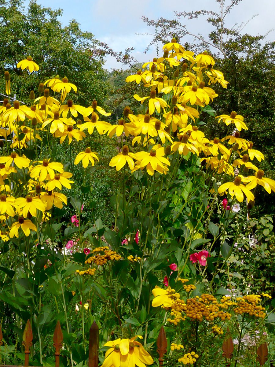 Sonnenhut Herbstsonne Sonnenhut Herbstsonne