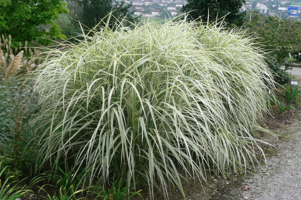 Chinaschilf Variegatus Chinaschilf Variegatus