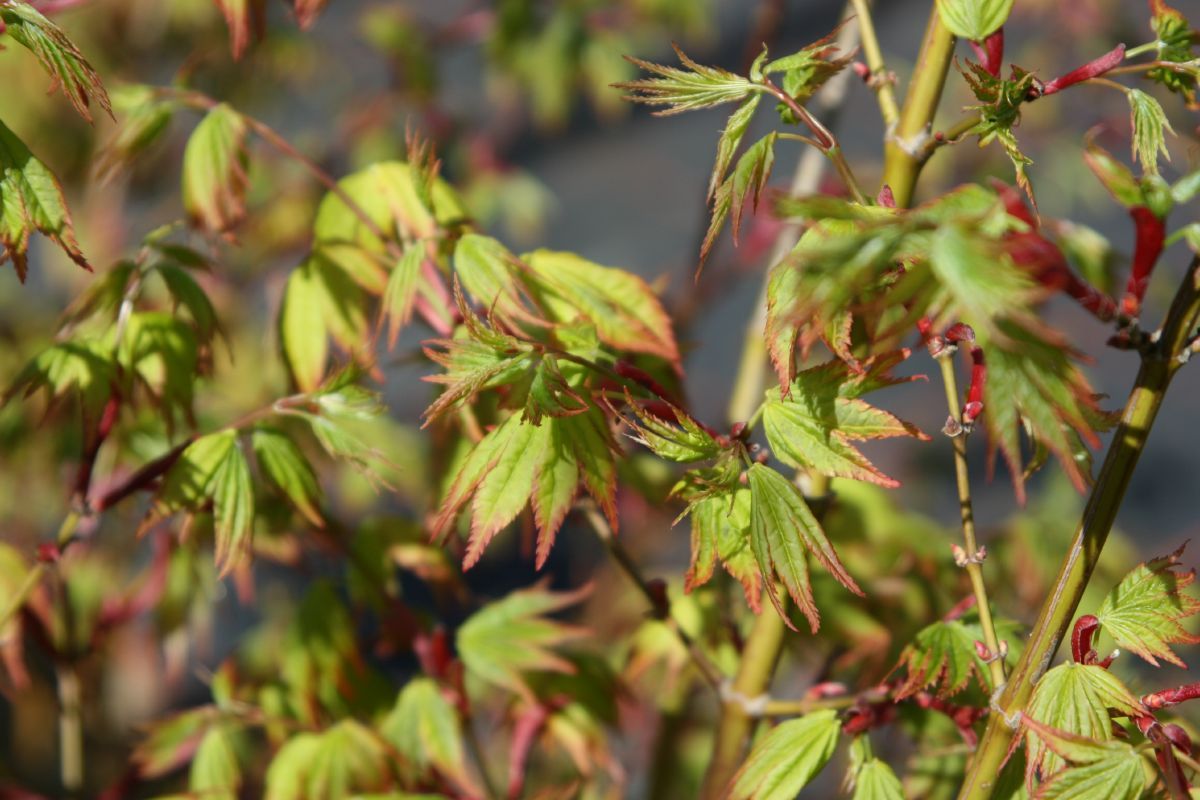 Japanischer Ahorn Summergold