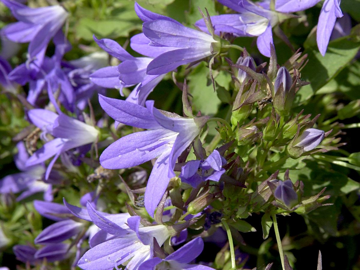 Niedere Glockenblume Stella