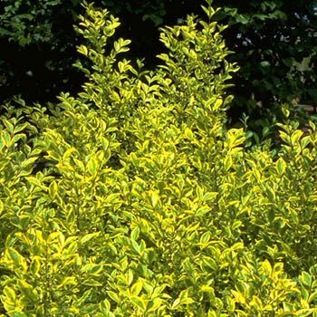 Goldliguster Aureum Goldliguster Aureum