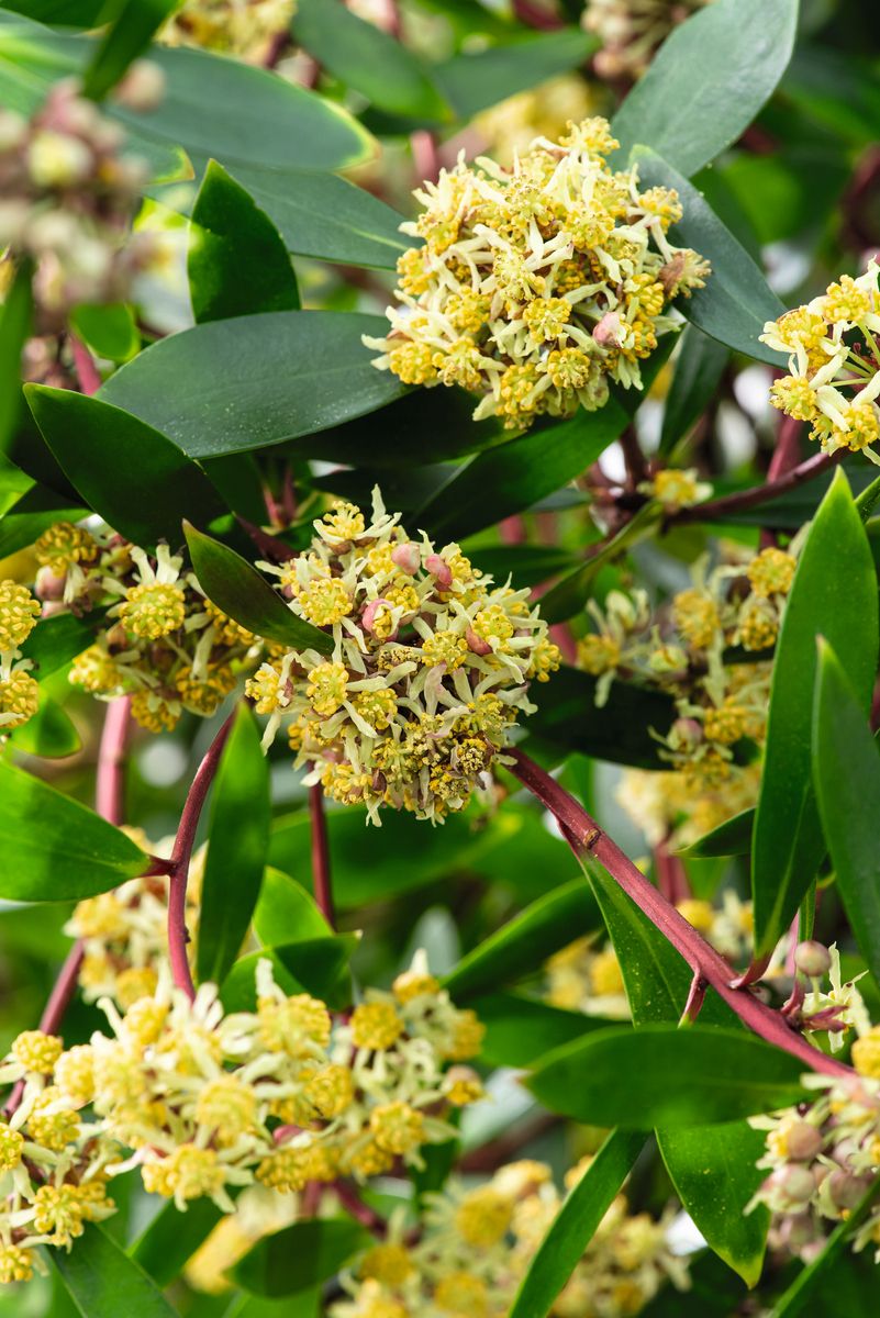 Tasmanischer Bergpfeffer Red Spice®