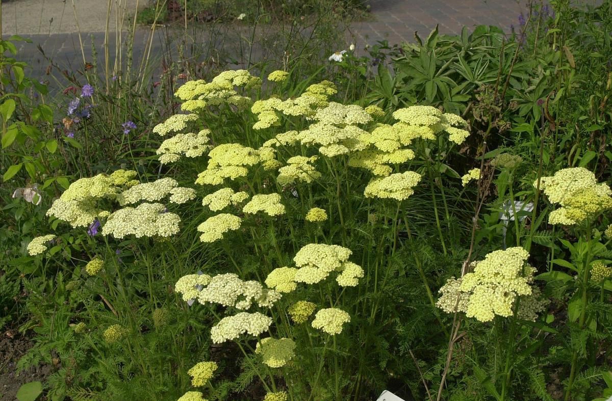 Schafgarbe Hella Glashof Schafgarbe Hella Glashof