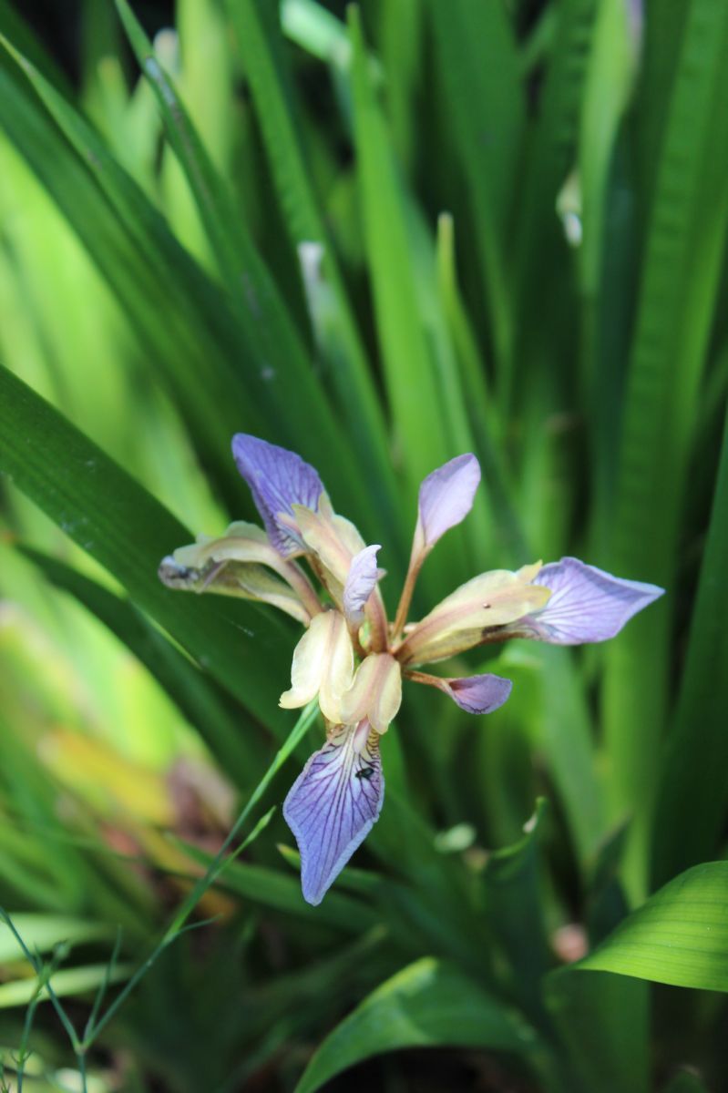 Korallen-Iris