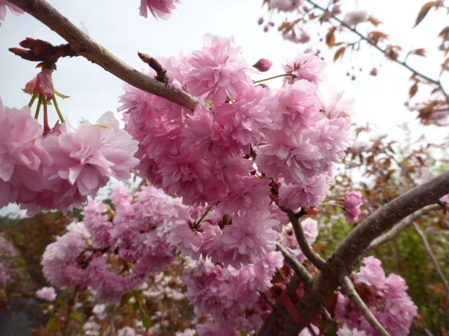 Hängezierkirsche Kiku-shidare-zakura Hängezierkirsche Kiku-shidare-zakura