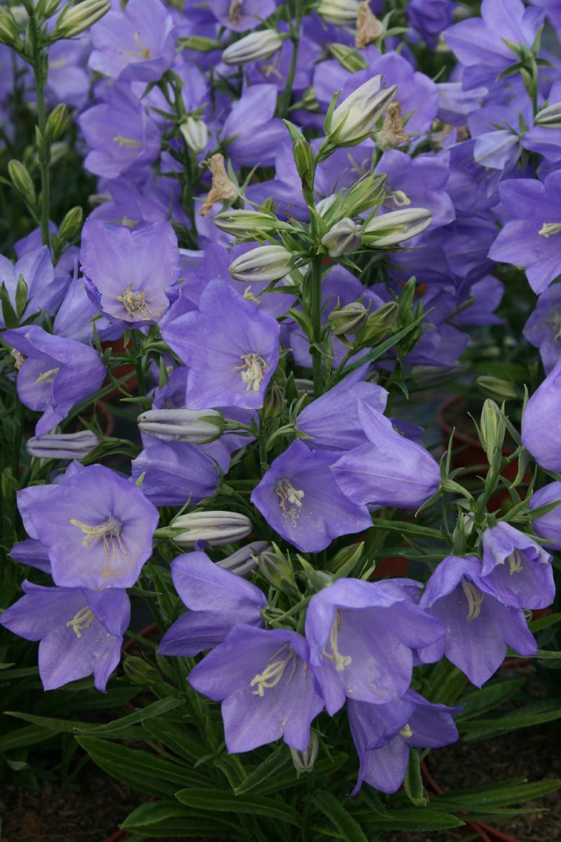 Pfirsichblättige Glockenblume Takion Blue
