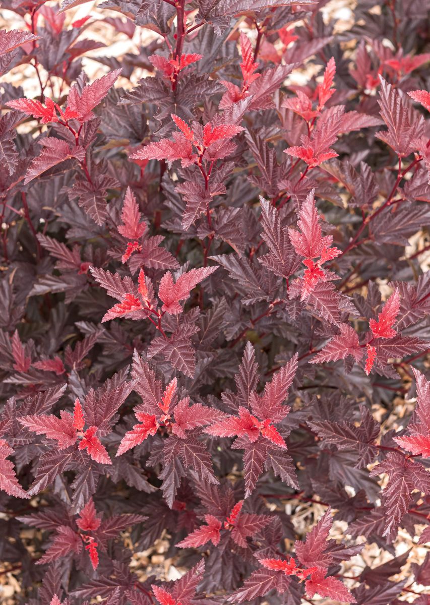 Zwergblasenspiere Little Angel® Zwergblasenspiere Little Angel®