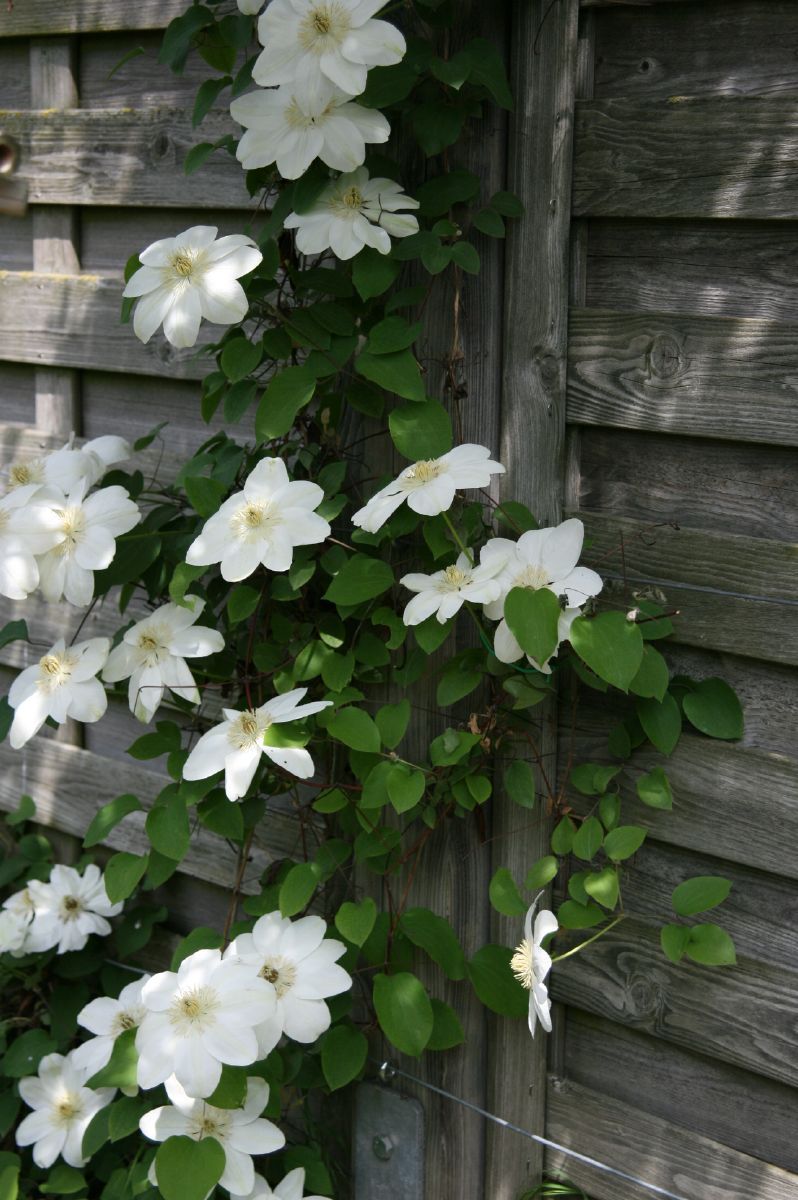 Waldrebe Guernsey Cream
