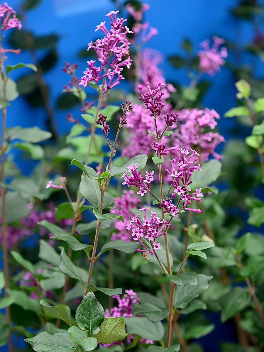 Zwergflieder Dark Purple(S) Zwergflieder Dark Purple(S)
