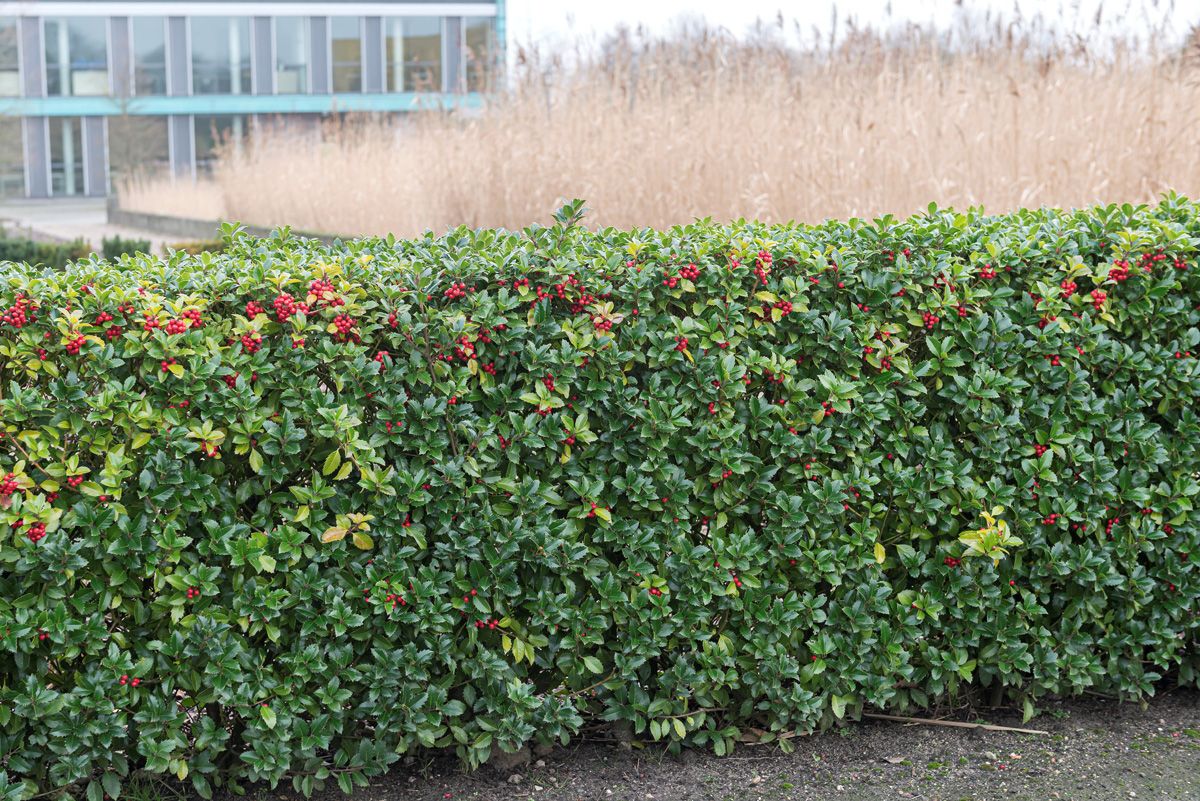 Stechpalme Heckenfee® Stechpalme Heckenfee®