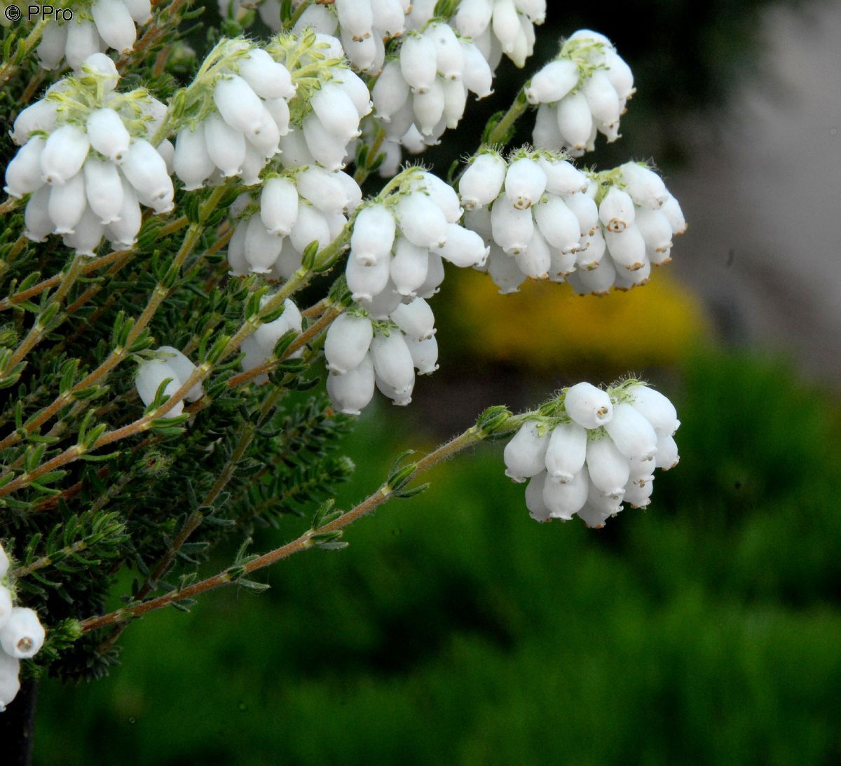 Glockenheide Alba Mollis Glockenheide Alba Mollis