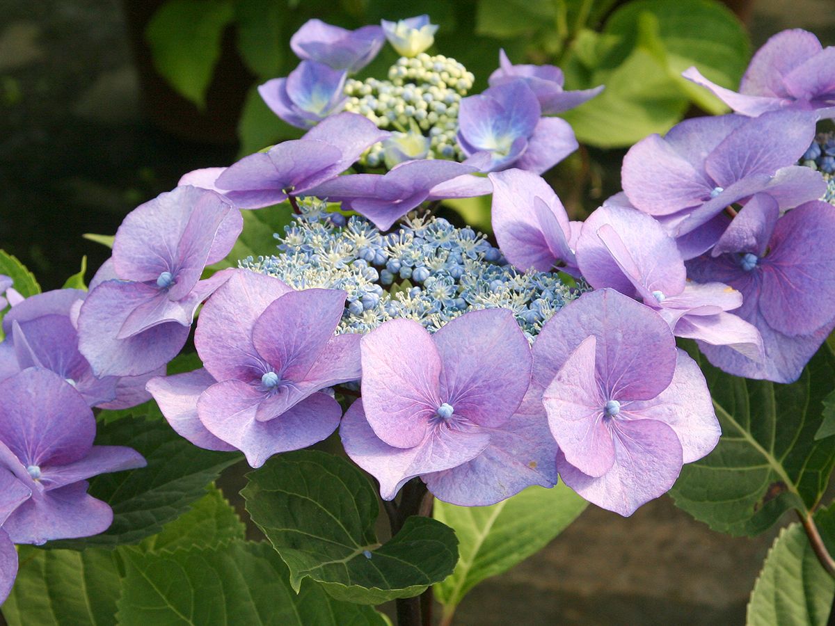 Gartenhortensie Zorro®