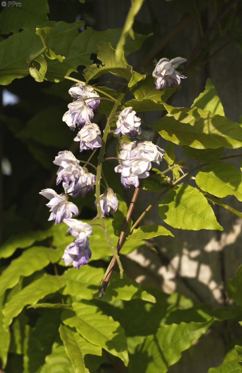 Gefüllter Blauregen Violacea Plena Gefüllter Blauregen Violacea Plena