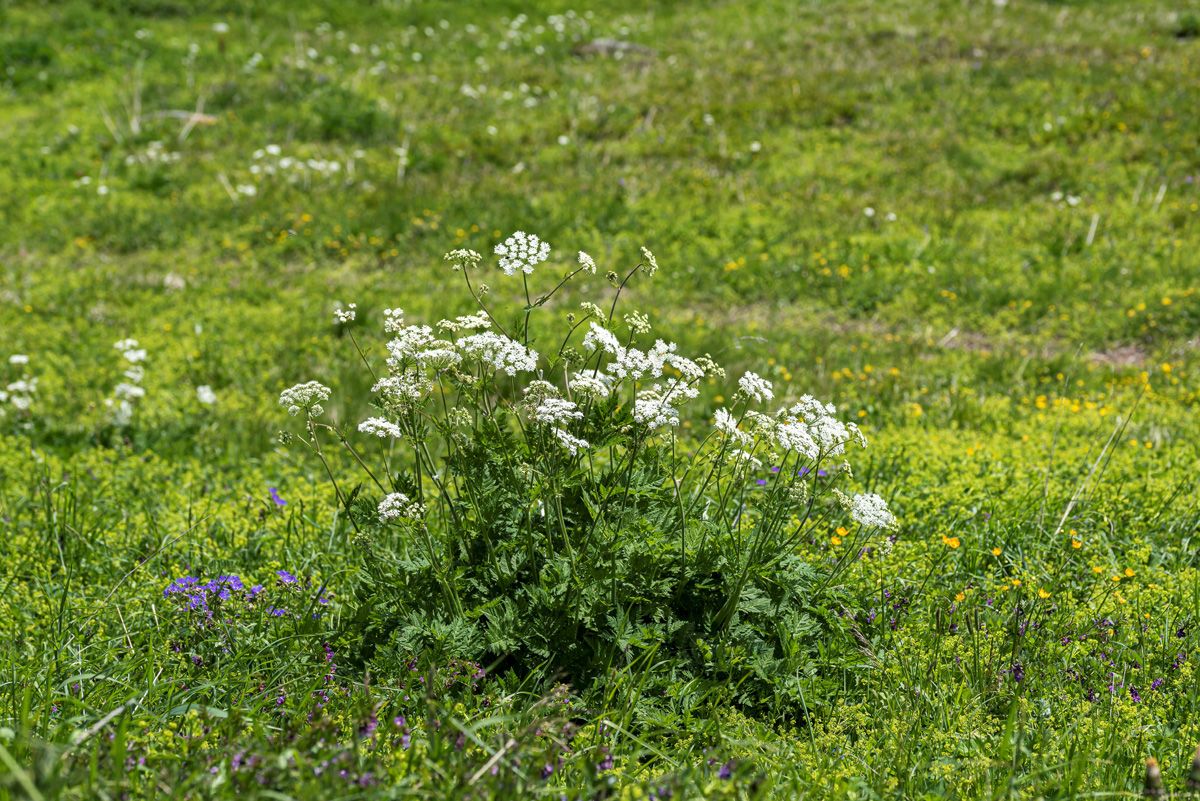 Wiesenkerbel Wiesenkerbel