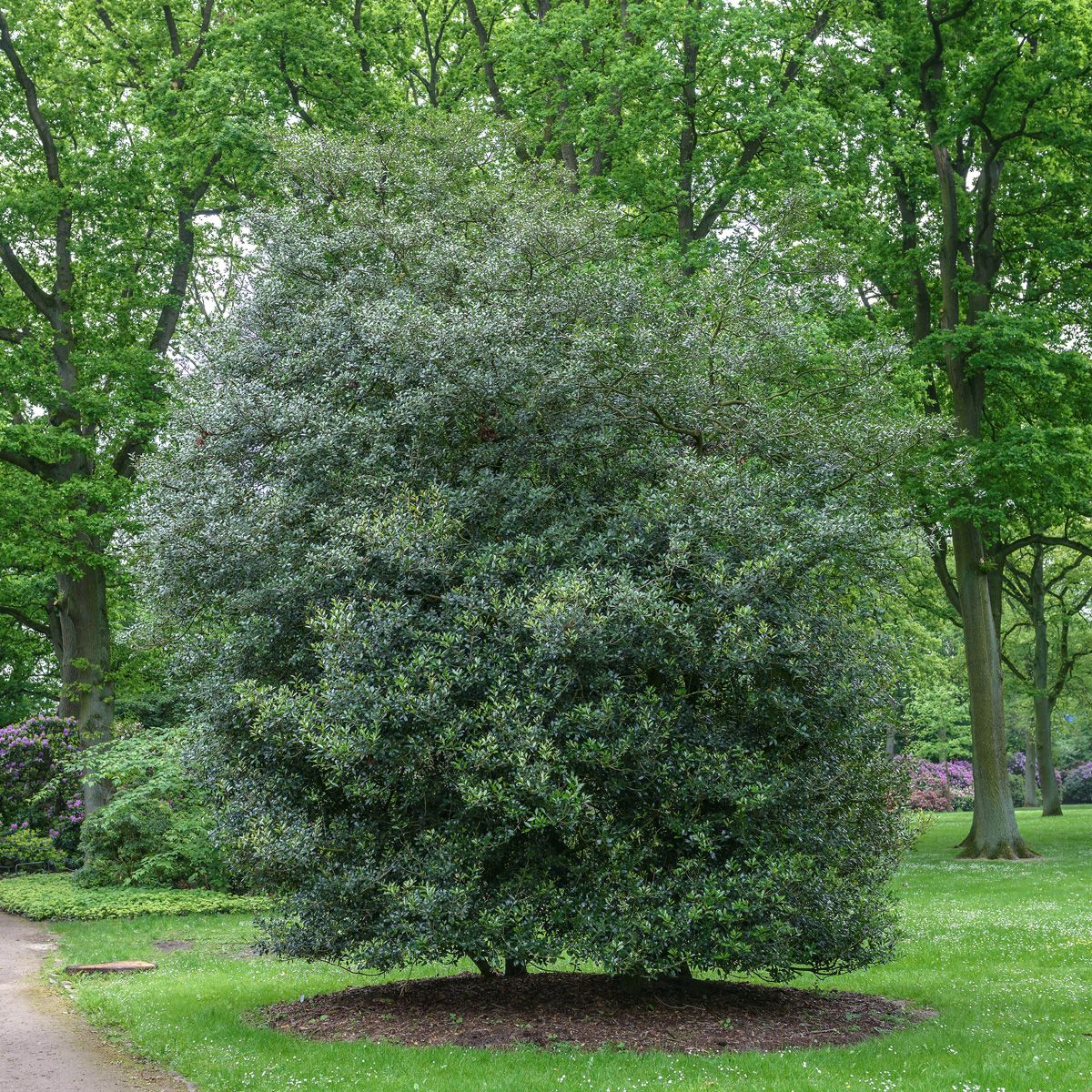 Duftblüte Duftblüte
