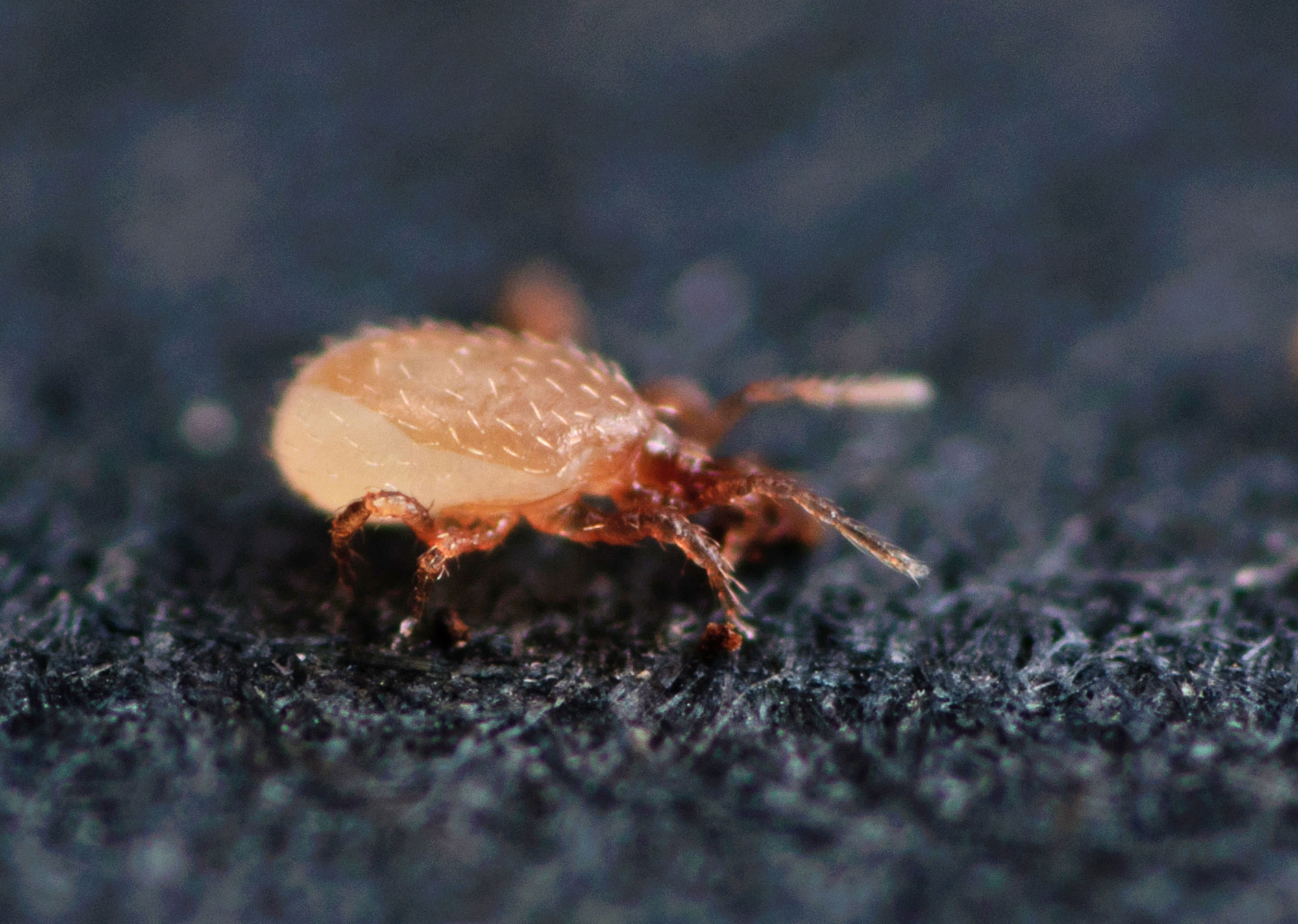 Hypoaspis Miles Raubmilben