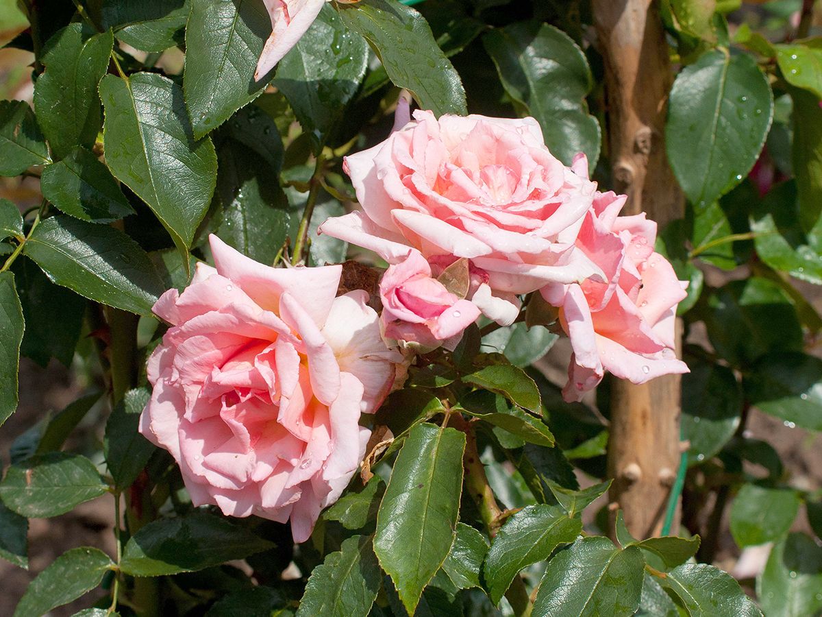 Compassion® ADR 1976 Kletterrose (anspruchslos) Compassion® ADR 1976 Kletterrose (anspruchslos)