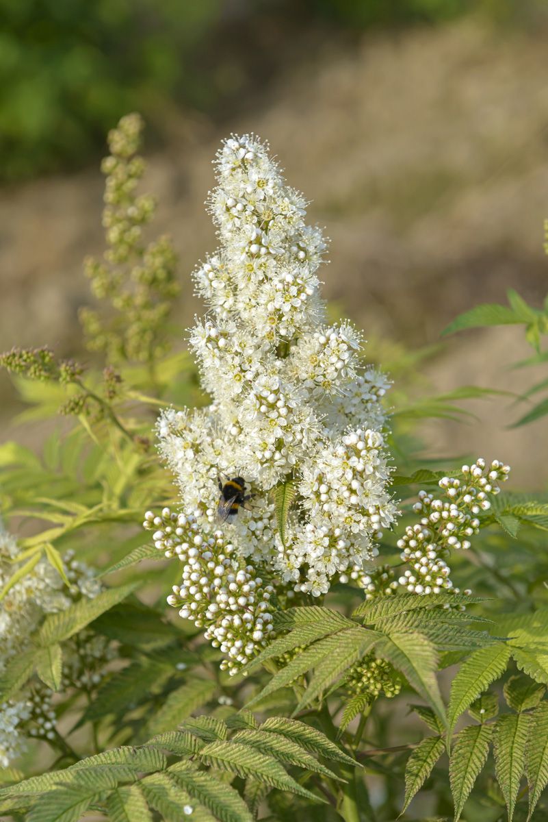 Zwergfiederspiere Sem (S) Zwergfiederspiere Sem (S)