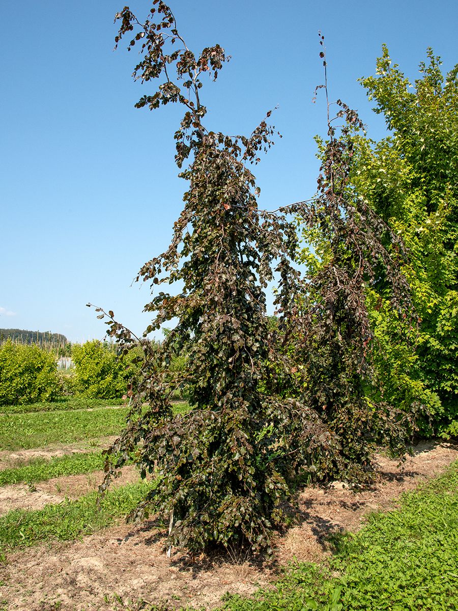 Hängeblutbuche