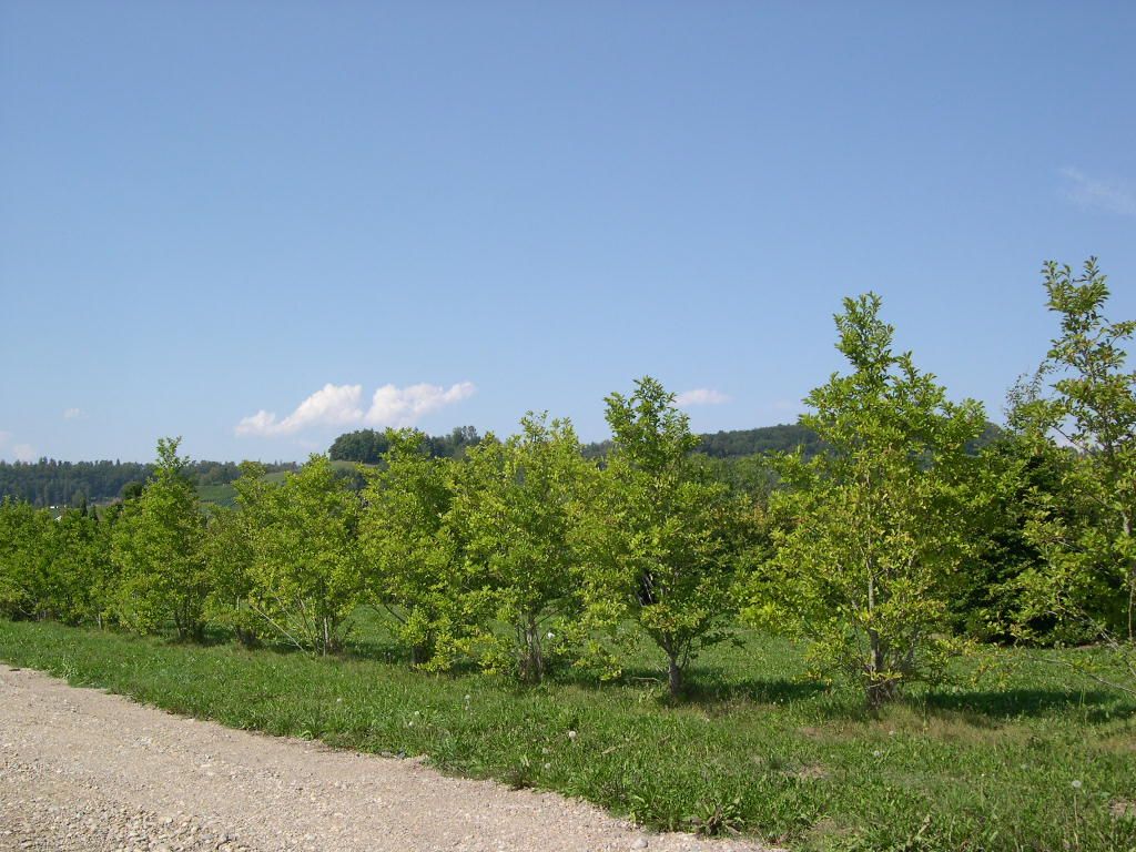 Baumartige Sternmagnolie Merrill Baumartige Sternmagnolie Merrill
