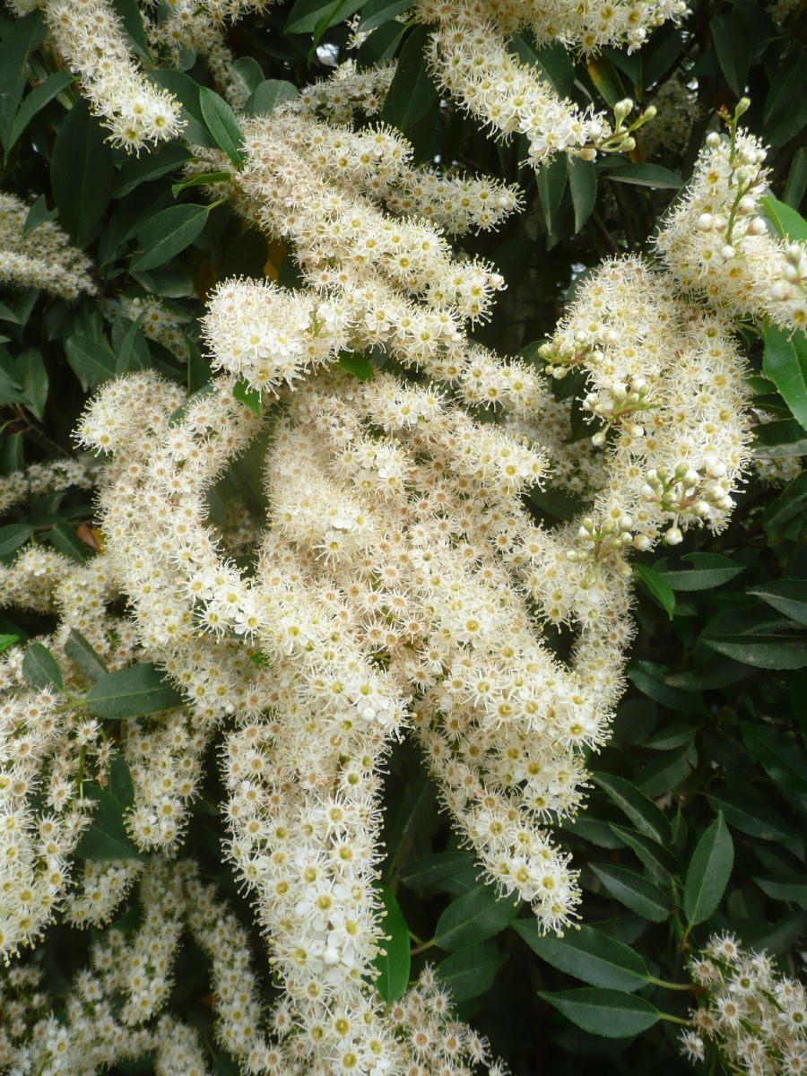 Portugiesische Lorbeerkirsche Angustifolia Portugiesische Lorbeerkirsche Angustifolia