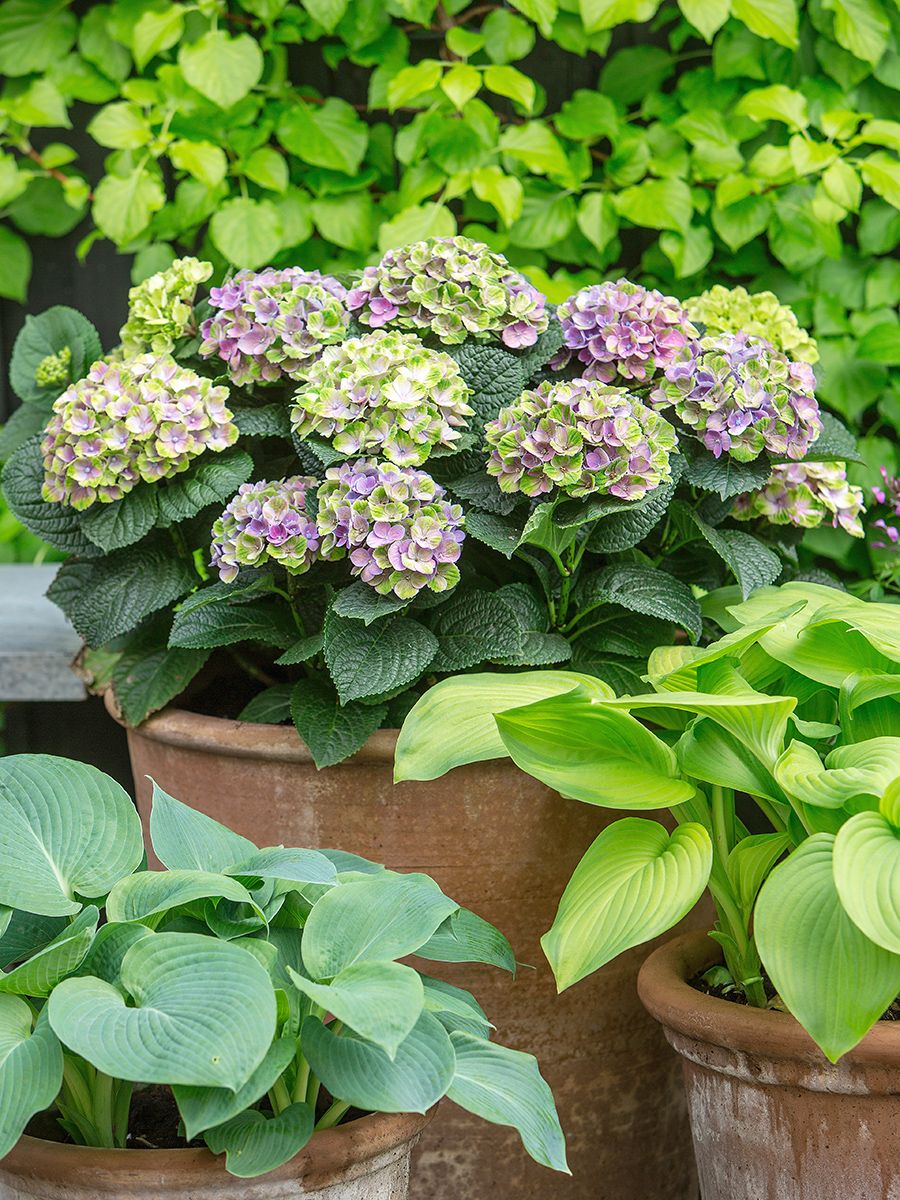 Gartenhortensie Magical Amethyst® Gartenhortensie Magical Amethyst®