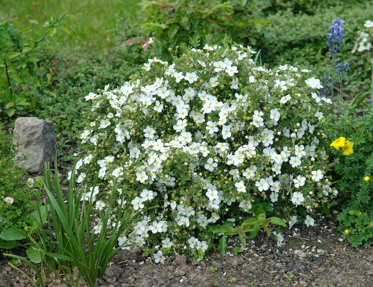 Fingerstrauch Abbotswood