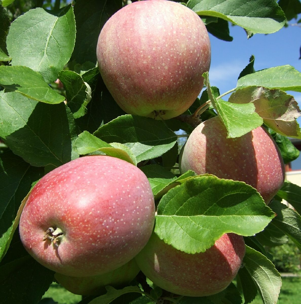 Roter Sauergrauech Apfel