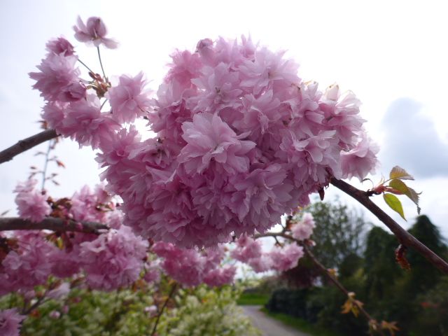 Hängezierkirsche Kiku-shidare-zakura Hängezierkirsche Kiku-shidare-zakura