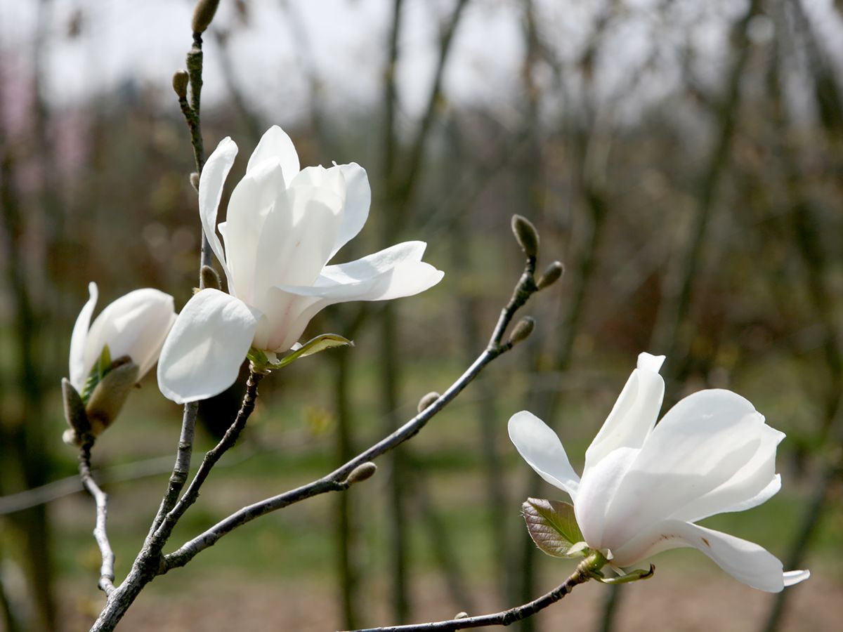 Baumartige Sternmagnolie Merrill Baumartige Sternmagnolie Merrill