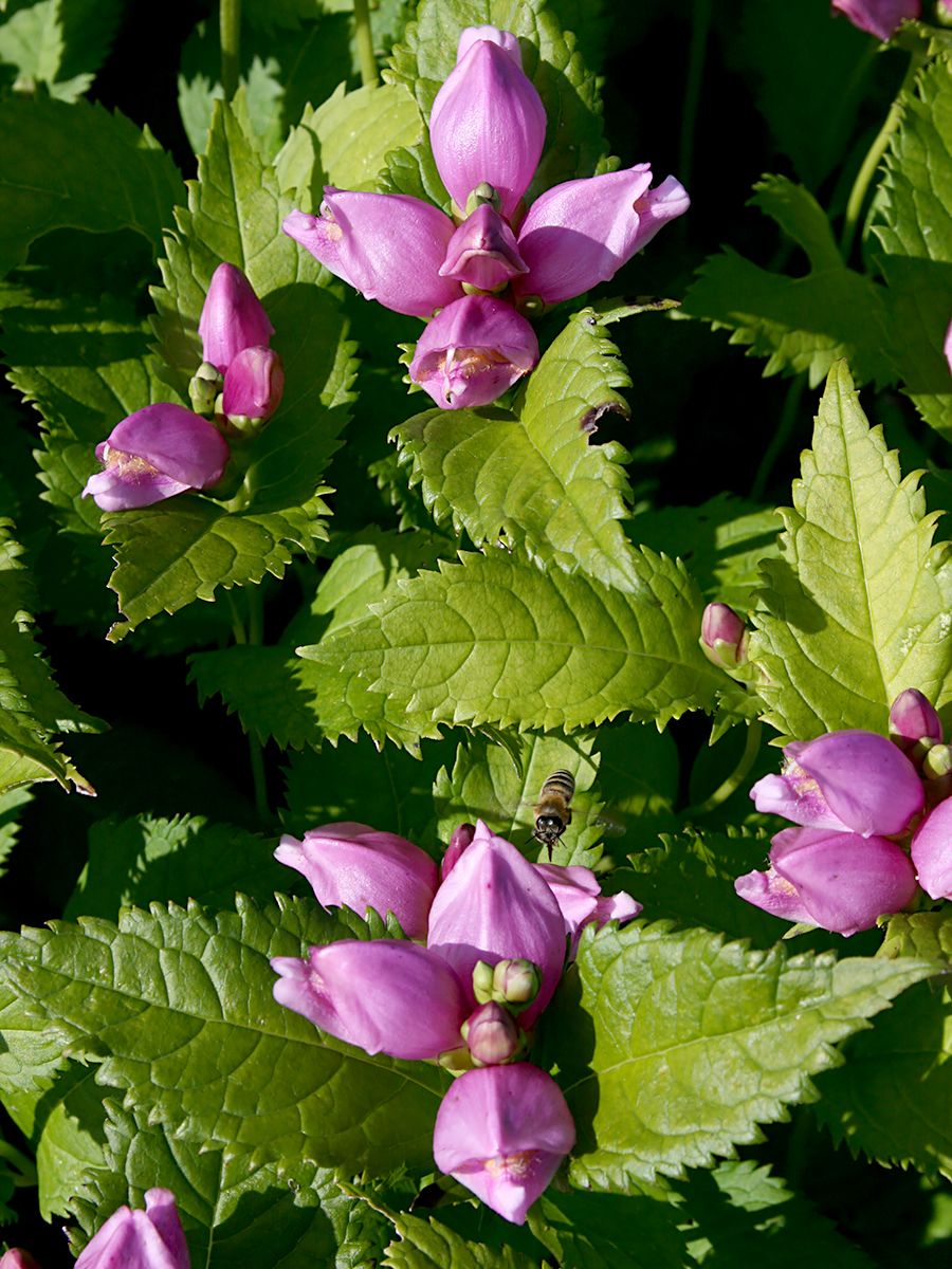 Schildblume, Schlangenkopf Schildblume, Schlangenkopf